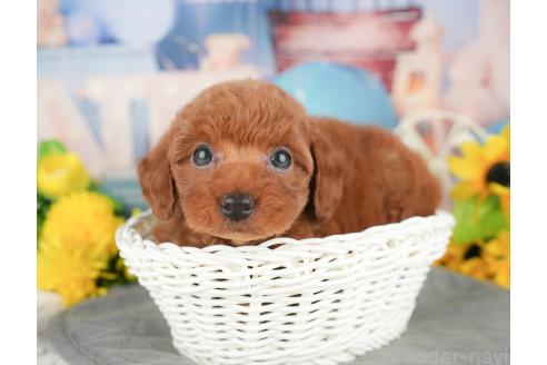 販売中の千葉県のトイプードル-381654の7枚目